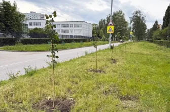 молодые деревья в квартале