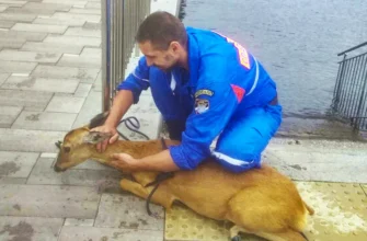 спасение косули на набережной