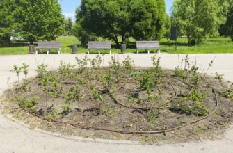 клумба и скамейки в парке Центрального района