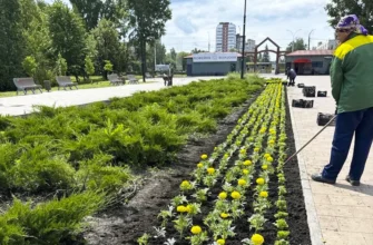цветы на клумбе в парке
