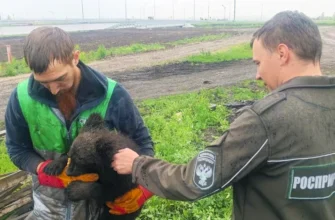 медвежонок на руках специалиста
