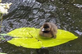 утенок на листке кувшинки