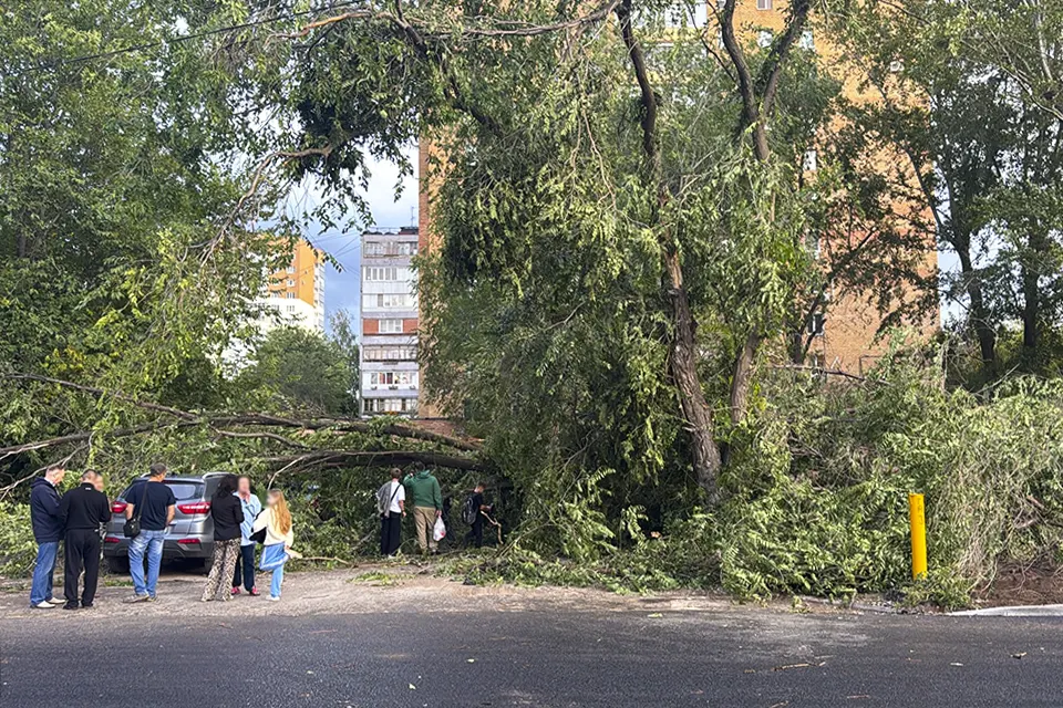 упавшее дерево на бульваре Ленина