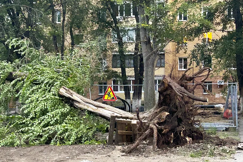 дерево упало после урагана