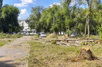 спиленные деревья на улице Победы 39