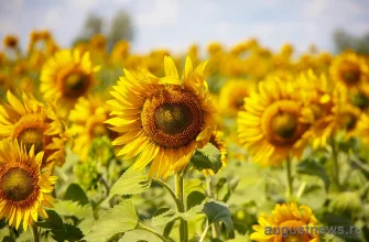 поле подсолнухов