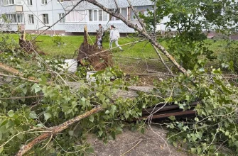 упавшие деревья после сильного ветра