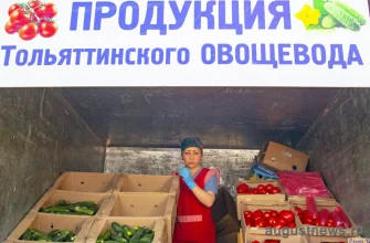 продукция Тольяттинского овощевода на ярмарке