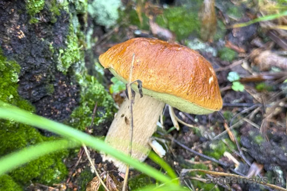 подосиновик в лесу