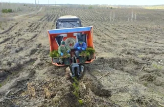 механизированная посадка леса