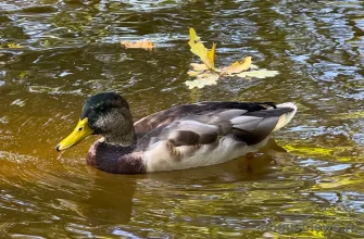 утка на водоеме осенью