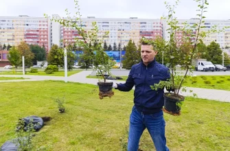 посадка кустов спиреи в сквере