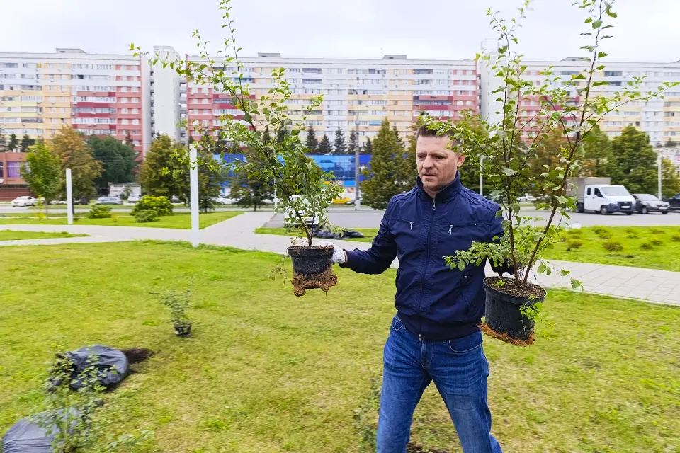 посадка кустов спиреи в сквере