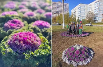 декоративная капуста на клумбе