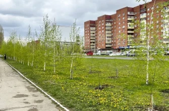 молодые березы вдоль улицы