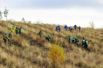 посадка сеянцев сосны в Ставропольском лесничестве