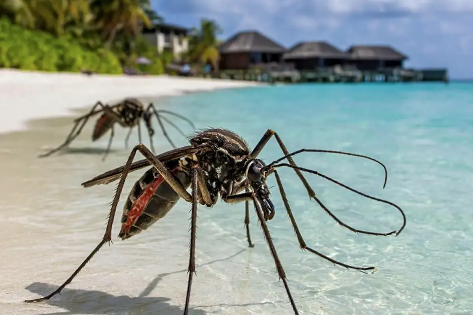 лихорадка денге комар море
