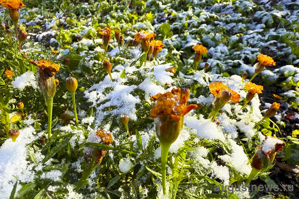 снег на цветах осенью