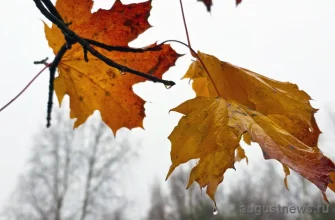 листья клена под дождем