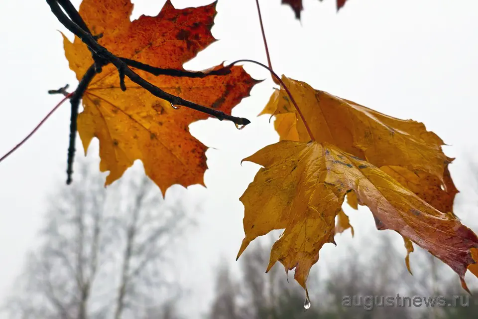 листья клена под дождем