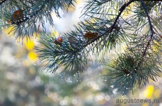 капли дождя на иголках сосны