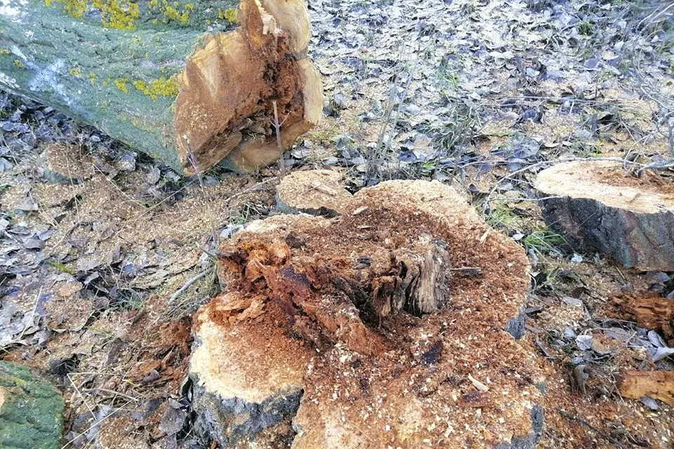 срублено гнилое дерево