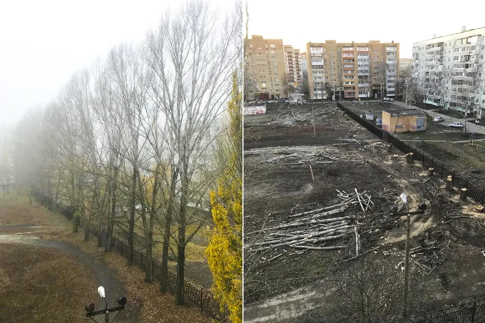 вырублены тополя на территории школы