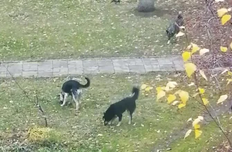 бездомные собаки