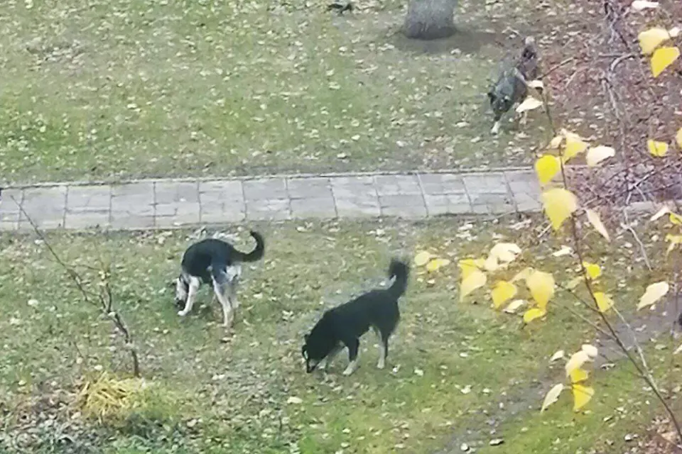 бездомные собаки