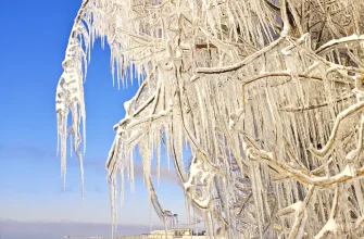 ветки дерева во льду