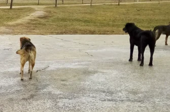 бездомные собаки