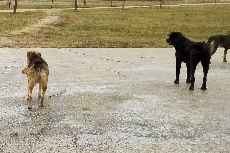 бездомные собаки