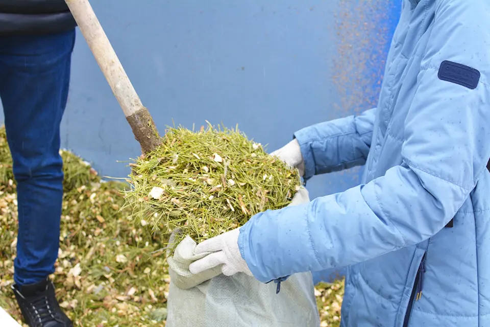 щепа после переработки хвойных деревьев