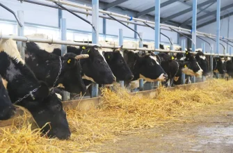 коровы на ферме