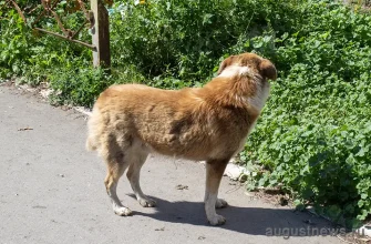 собака гуляет во дворе дома