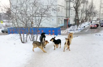 бездомные собаки