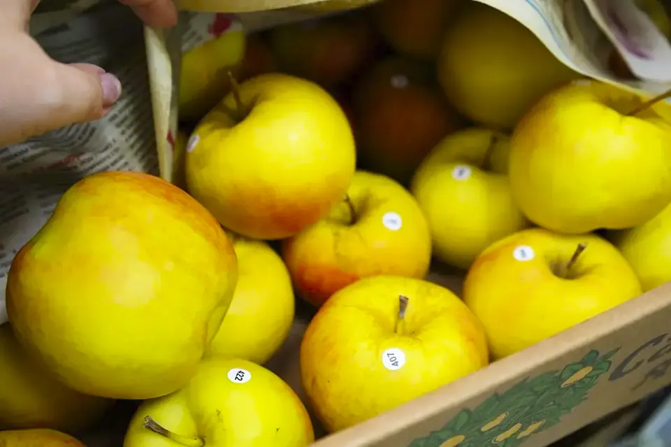 яблоки НИИ Жигулевские сады в ящике