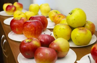 сорта яблок НИИ Жигулевские сады