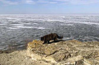 кошка на Молодецком Кургане