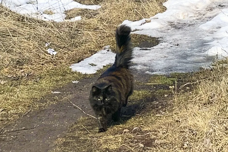 кошка в нацпарке Самарская Лука 
