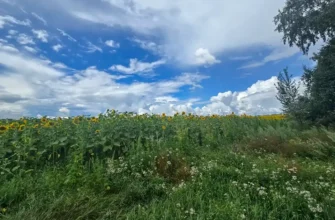 грязные пятна на поле Ставропольского района