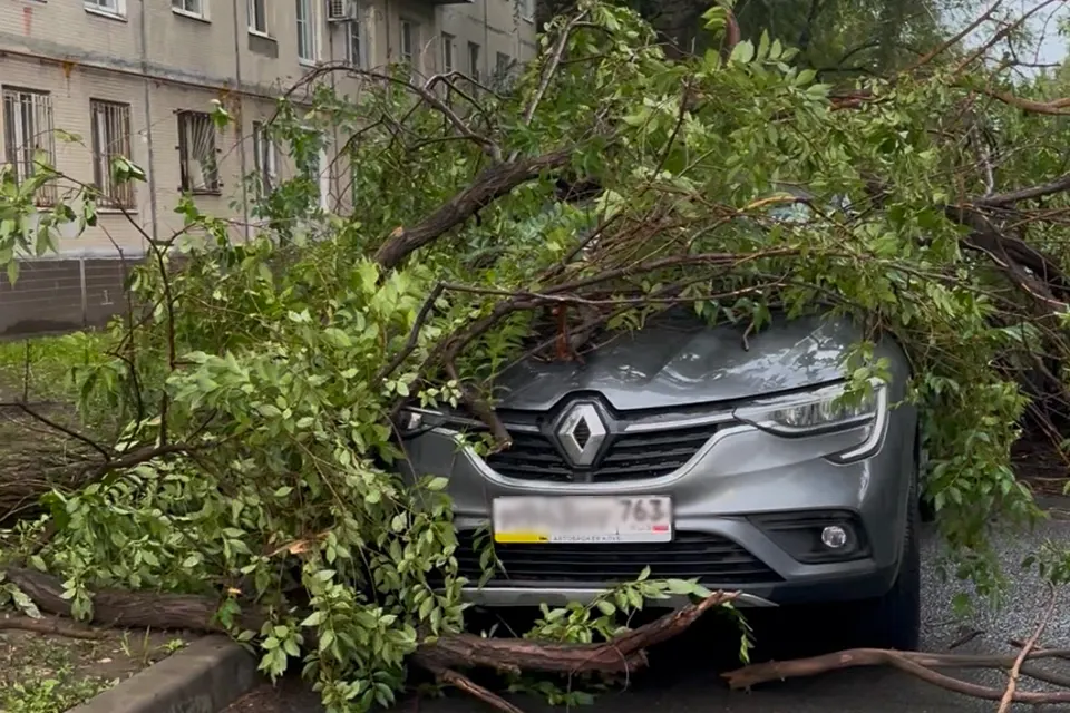 дерево упало на бульваре Ленина