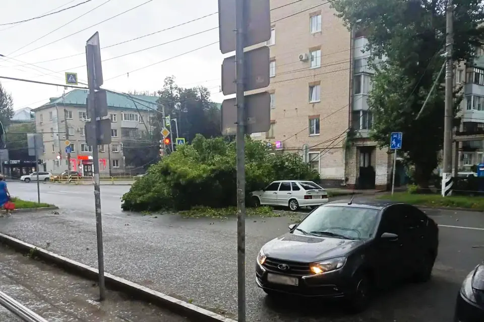 дерево упало на улице Мира