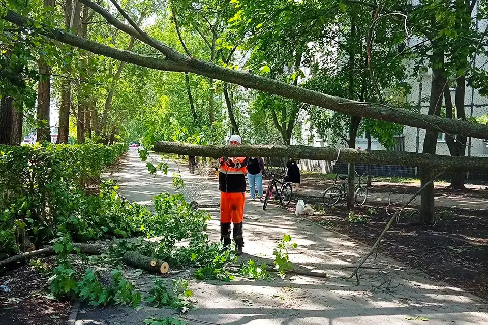 уборка упавшего дерева на проспекте Степана Разина