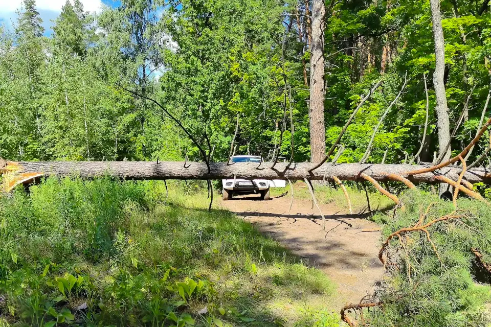 упавшее дерево в лесу